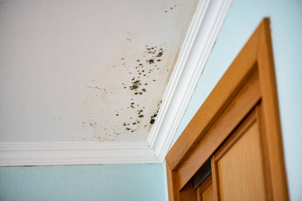 Best Insurance-Related Mold Remediation in Crandon, WI