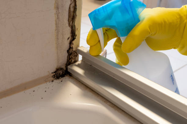 Best Kitchen Mold Remediation in Crandon, WI