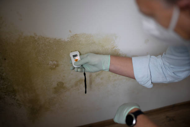 Best HVAC Mold Remediation in Crandon, WI