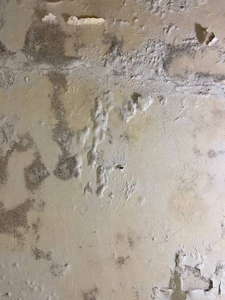 Best Basement Mold Remediation in Crandon, WI