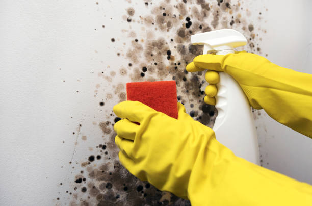 Best Insurance-Related Mold Remediation in Crandon, WI
