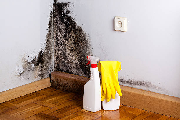 Best Commercial Mold Remediation in Crandon, WI