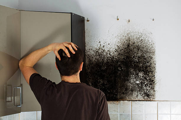 Best DIY Mold Remediation Support Services in Crandon, WI
