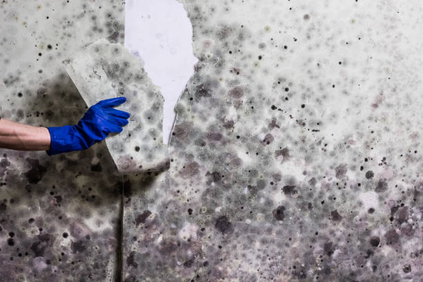 Best White Mold Remediation in Crandon, WI