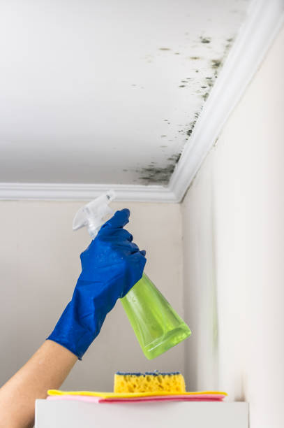 Best Emergency Mold Remediation in Crandon, WI