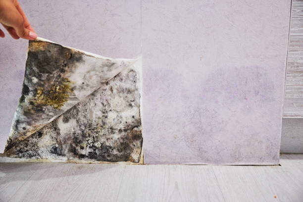 Best Preventive Mold Services in Crandon, WI